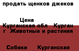 продать щенков джеков › Цена ­ 20 000 - Курганская обл., Курган г. Животные и растения » Собаки   . Курганская обл.,Курган г.